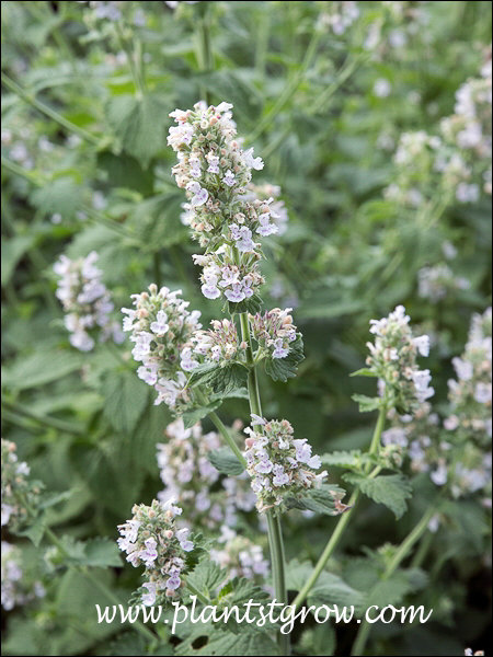 The white with purple spots flowers, borne on spike-like terminal clusters